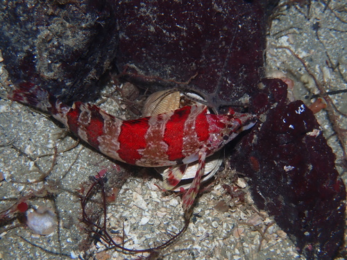 Convict fish (Oxylebius pictus) — Zaniolepididae