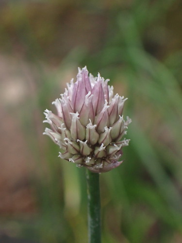 Chives