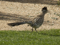 Geococcyx californianus