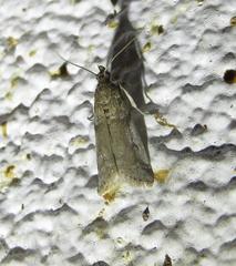 Alpheioides parvulalis