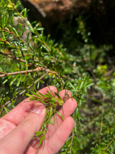 box micrantheum (Micrantheum hexandrum)