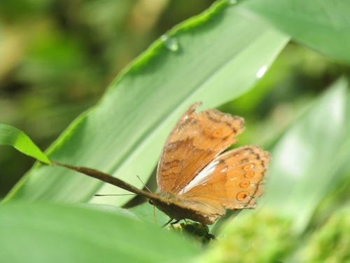 Junonia hedonia