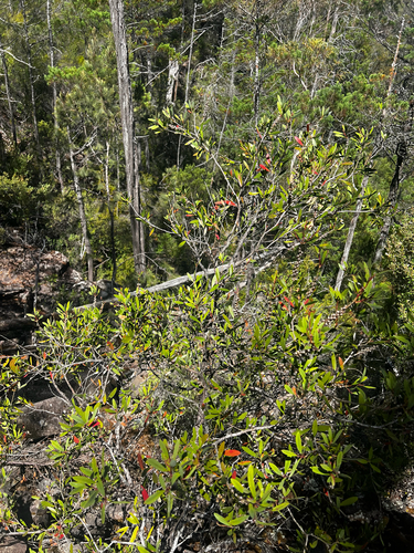 Melaleuca pallida, photograph 5
