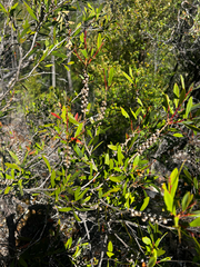(c) Alex Stuart, some rights reserved (CC BY) Melaleuca pallida, photograph (c) Alex Stuart, some rights reserved (CC BY)