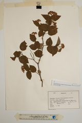 Viburnum rafinesqueanum