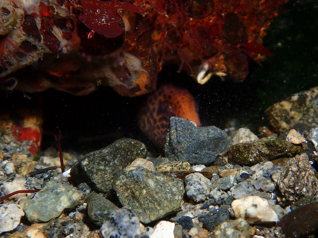Doctorfish (Anarrhichthys ocellatus) — Anarhichadidae