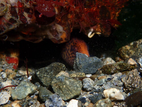 Doctorfish (Anarrhichthys ocellatus) — Anarhichadidae