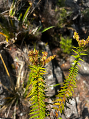 Veronica formosa, photograph (c) Alex Stuart, some rights reserved (CC BY)