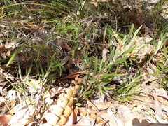 Adenanthos barbiger