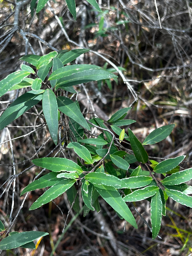 Privet Mock Olive (Notelaea ligustrina)