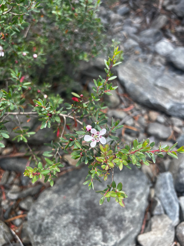 Leptospermum grandiflorum, photograph 6