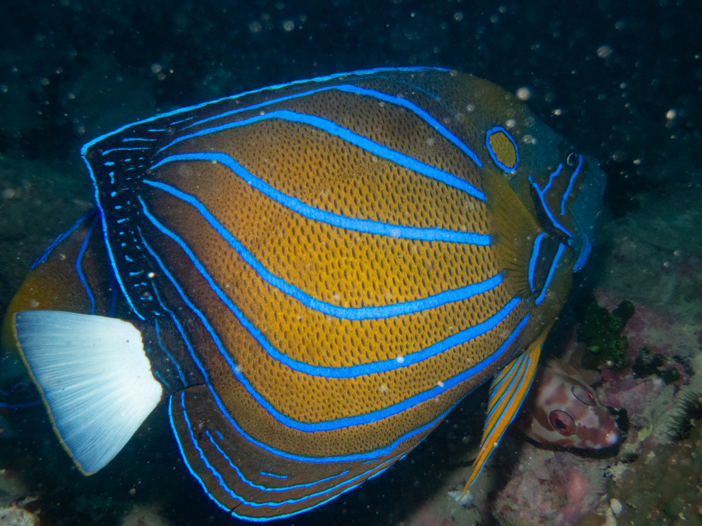 Bluering angelfish (Pomacanthus annularis) — Pomacanthidae