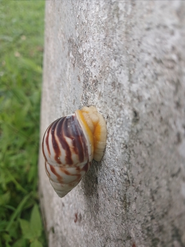 Amphidromus perversus