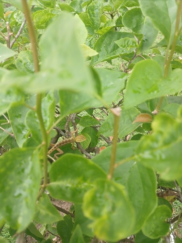 Indian Garden Lizard