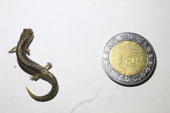 Pseudoeurycea lynchi