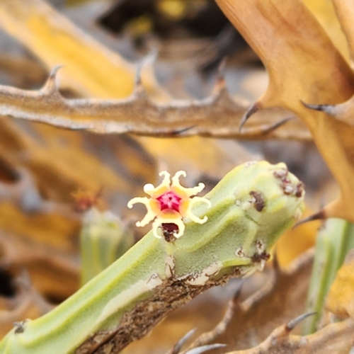 Euphorbia phosphorea (Euphorbia phosphorea)