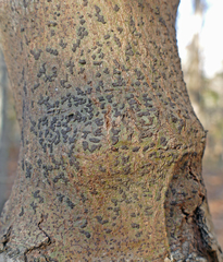 Bathelium carolinianum