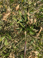 Nerium oleander