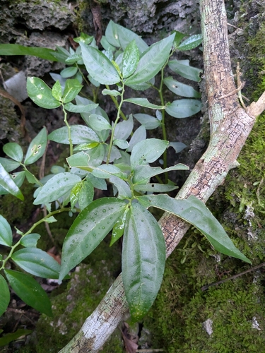 Elatostema calcareum observed 2026-01-18