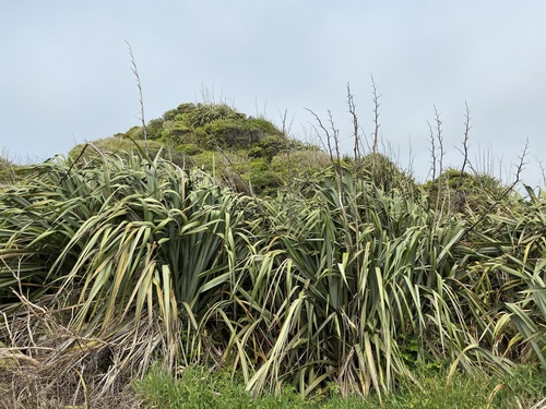 Phormium tenax