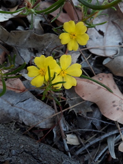 Hibbertia huegelii
