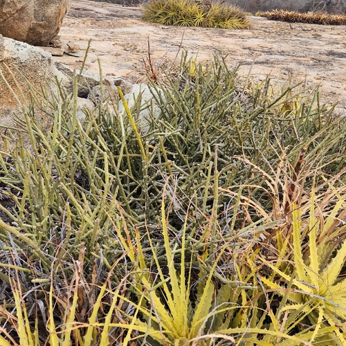 Euphorbia phosphorea, photograph 1