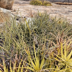 Ana Carolina Carmona, CC BY, iNaturalist via GBIF Euphorbia phosphorea, photograph Ana Carolina Carmona, CC BY, iNaturalist via GBIF