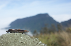 Scincella gemmingeri