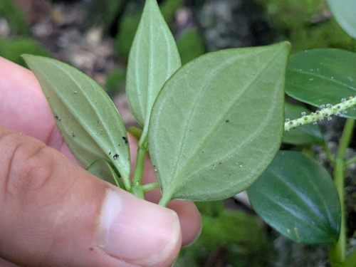 Peperomia mariannensis observed 2026-01-18