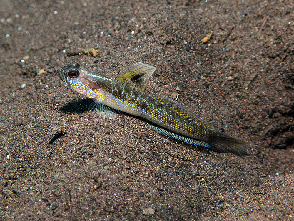Dorsalspot Shrimpgoby
