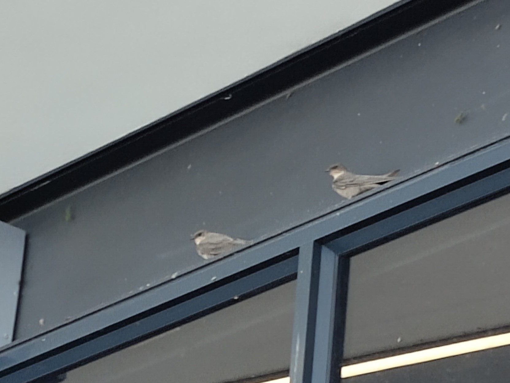 Large Rock Martin (Ptyonoprogne fuligula), photo 3
