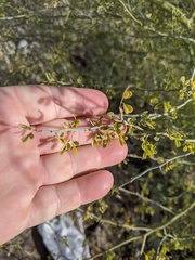 Parkinsonia florida