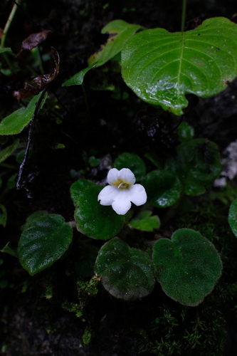 Petrocosmea kerrii var. crinita