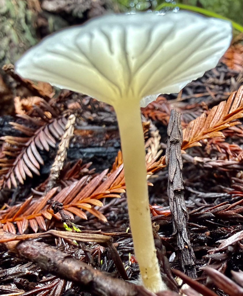 Marasmius calhouniae · January 2026 · photo: © hllrnnr (iNaturalist, cc0)