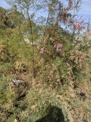 Tamarix ramosissima