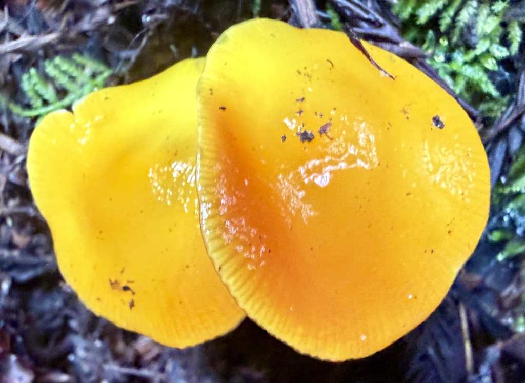 Hygrocybe flavescens · January 2026 · photo: © hllrnnr (iNaturalist, cc0)