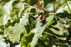 Siproeta epaphus epaphus