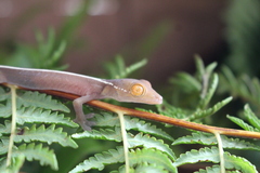 Gekko vittatus