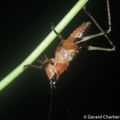 Conocephalus melaenus