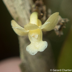 Dendrobium aloifolium