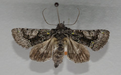 Behrensia conchiformis