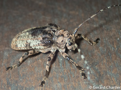 Moechotypa delicatula