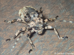 Moechotypa delicatula