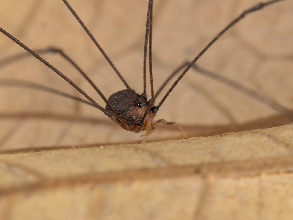 Geaya insularis