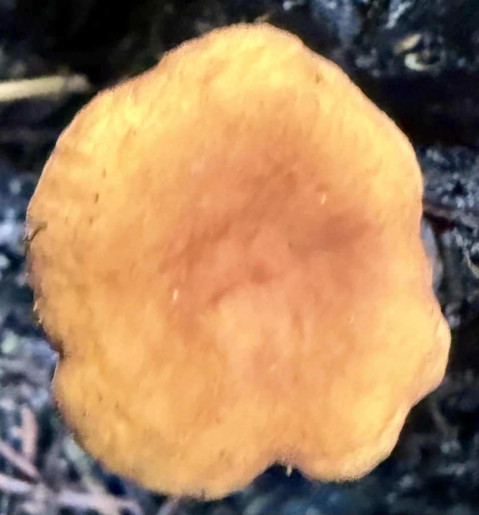 Lactarius rubidus · January 2026 · photo: © hllrnnr (iNaturalist, cc0)