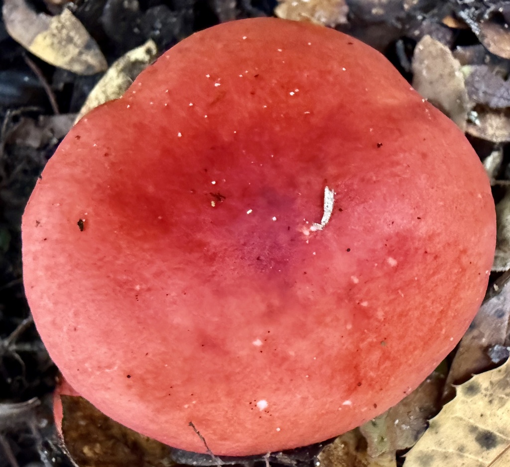 Russula cremoricolor · January 2026 · photo: © hllrnnr (iNaturalist, cc0)