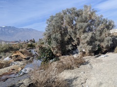 Psorothamnus spinosus