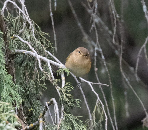 Brown Woodland Warbler (Phylloscopus umbrovirens), photo 4