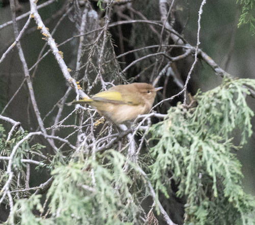 Brown Woodland Warbler (Phylloscopus umbrovirens), photo 5