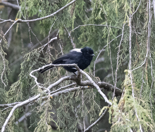 White-backed Black Tit (Melaniparus leuconotus), photo 2